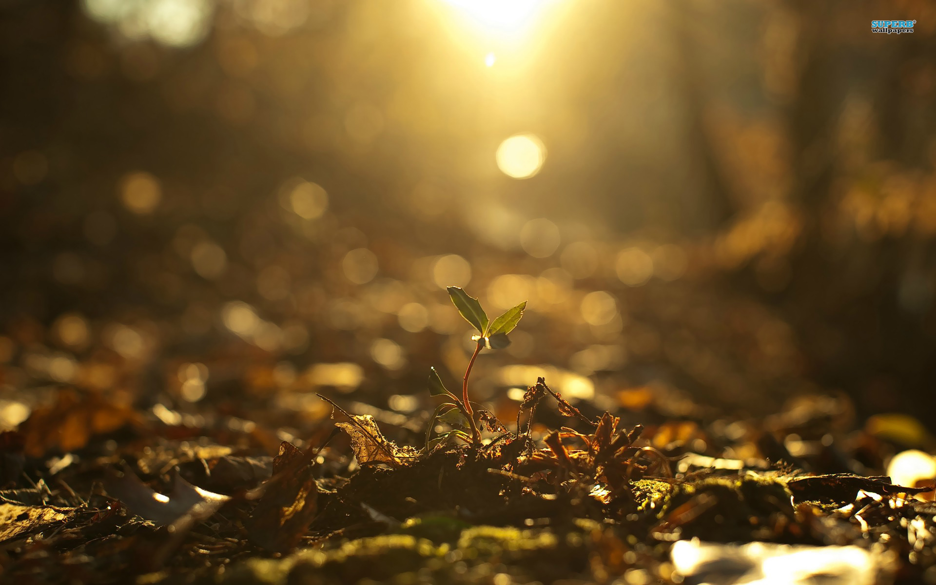 Lao Tzu On New Beginnings